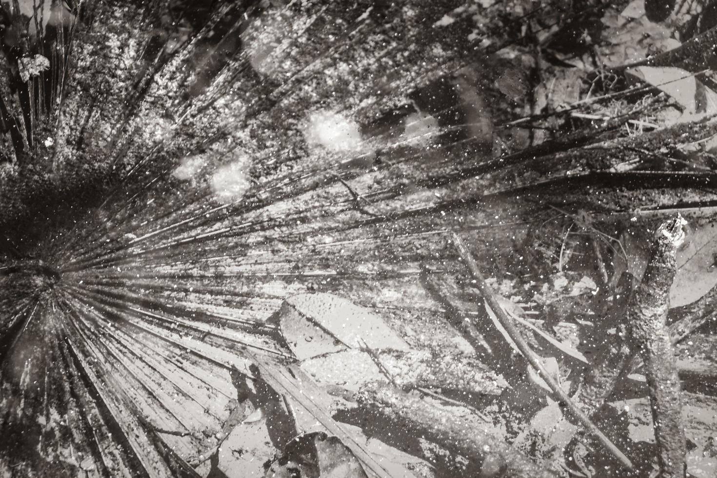 textura palmeira folhagem em lagoa cárter água natureza méxico. foto