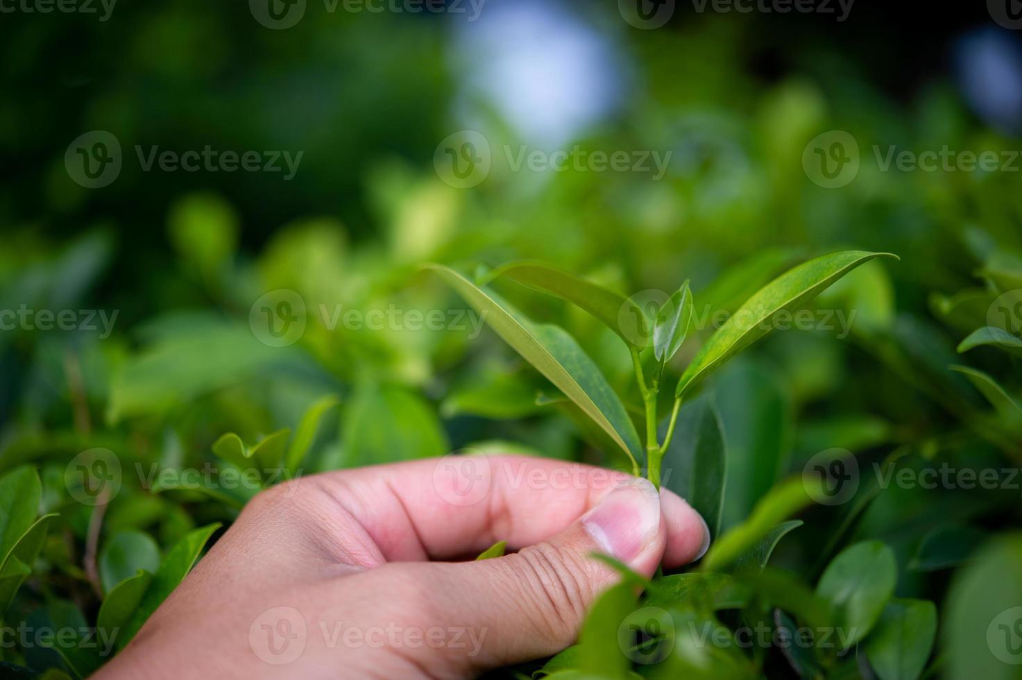 os topos das folhas de chá verde são ricos e atraentes. foto