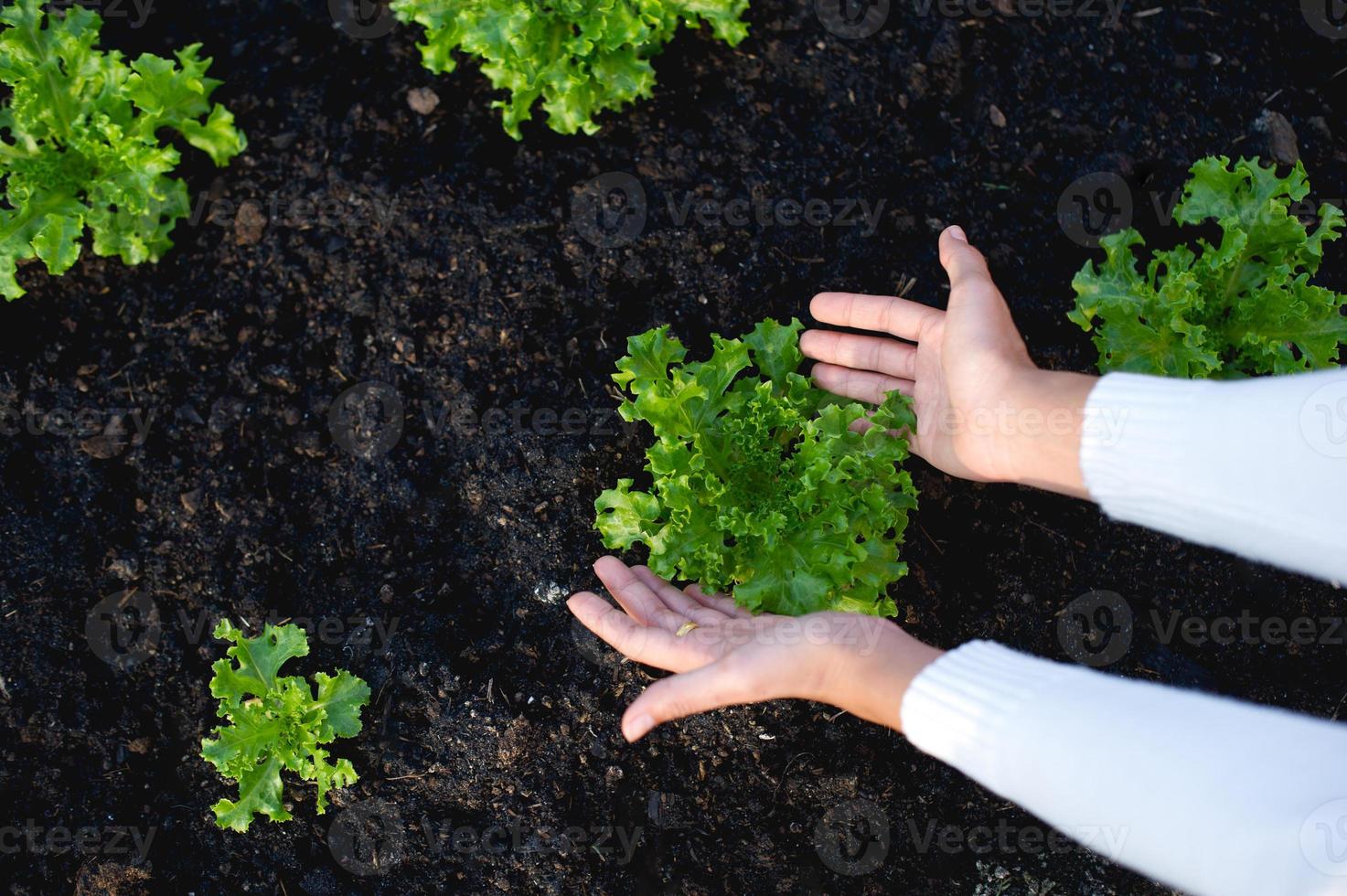 mãos e alface de jardineiros o conceito de cultivo de vegetais orgânicos foto