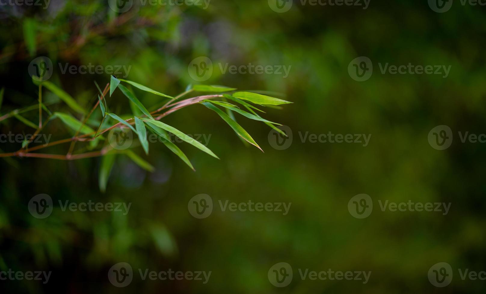 árvores de bambu verde na estação chuvosa de tailândia bambu verde, conceito natural foto