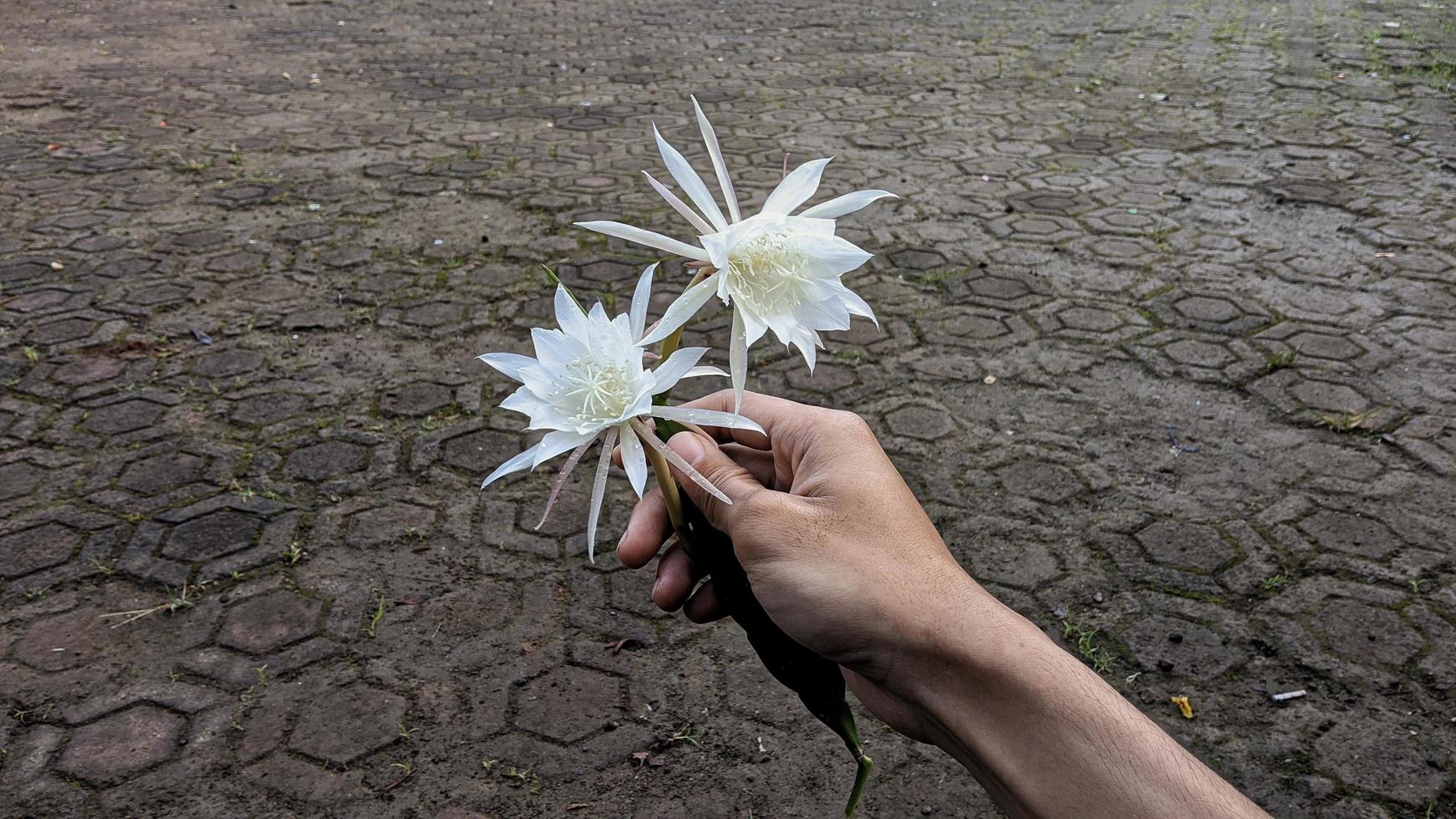 as flores são brancas para servir como um belo fundo natural. foto