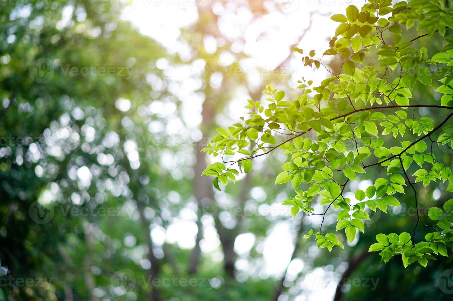 folhas verdes férteis e árvores há uma luz brilhando no belo conceito natural. foto