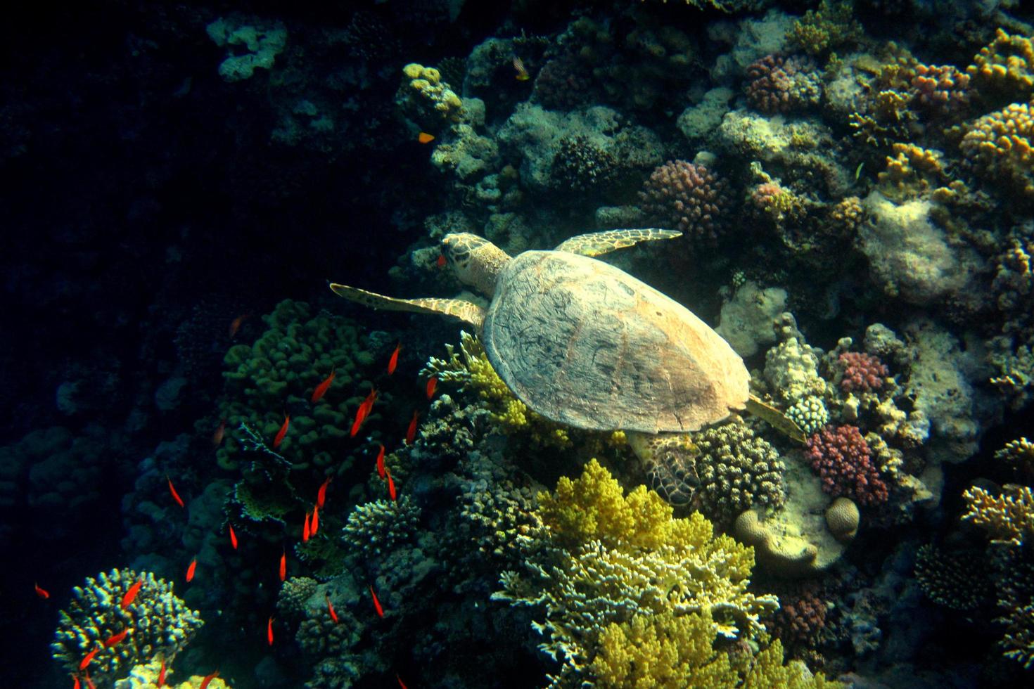 tartaruga-de-pente nada em coral foto