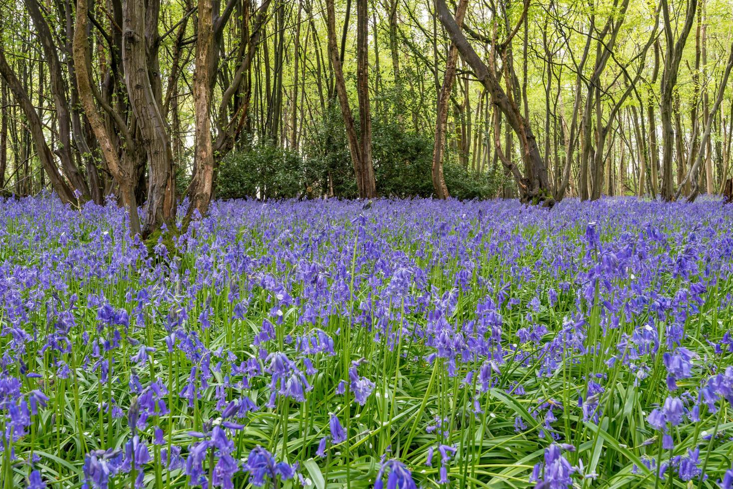 um tapete de campainhas de sussex foto