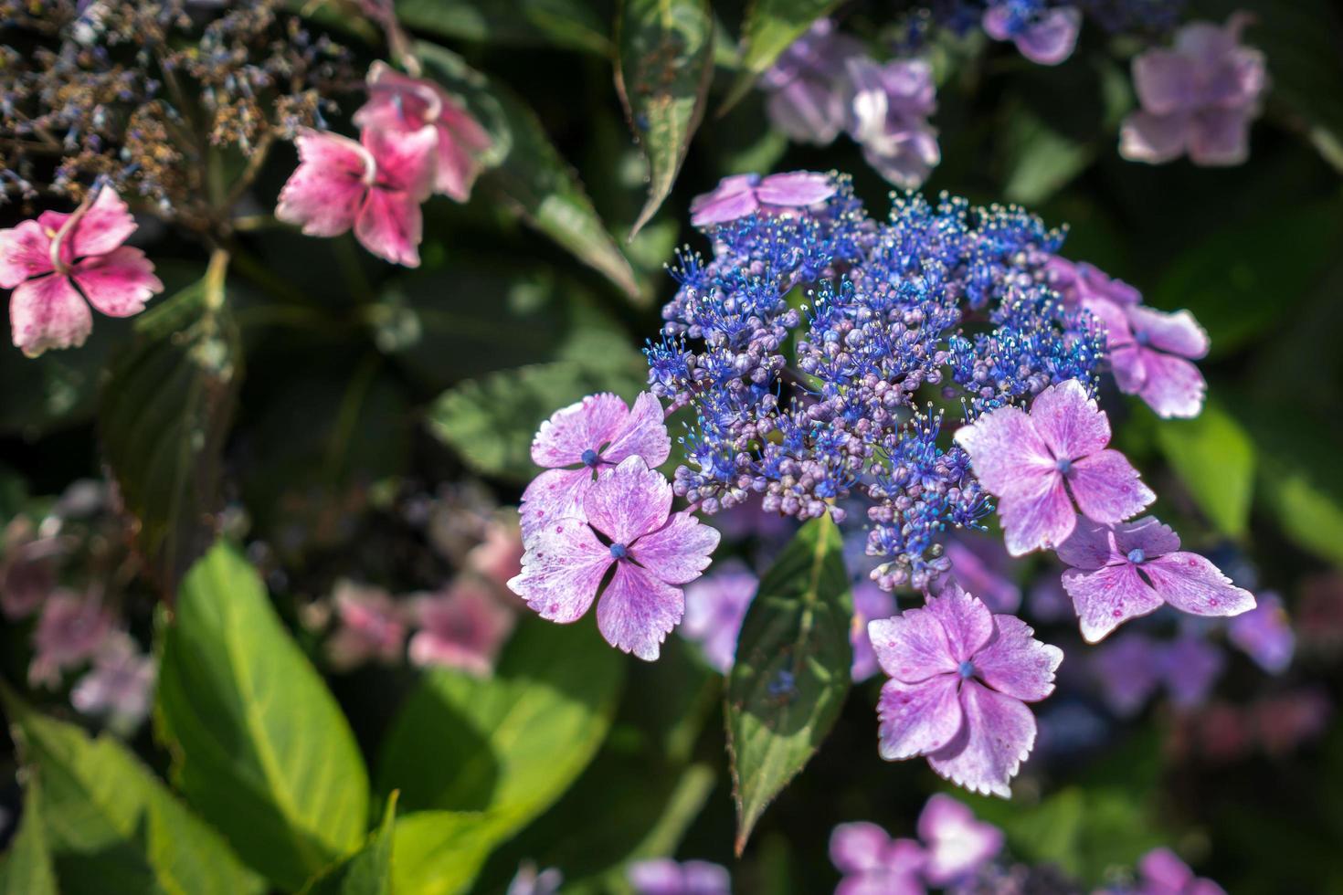 hortênsia lacecap azul apenas começando a florescer foto