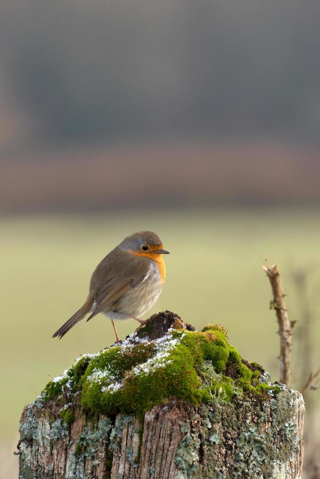 Robin de pé em um toco de árvore coberto de musgo e alguns flocos de neve foto