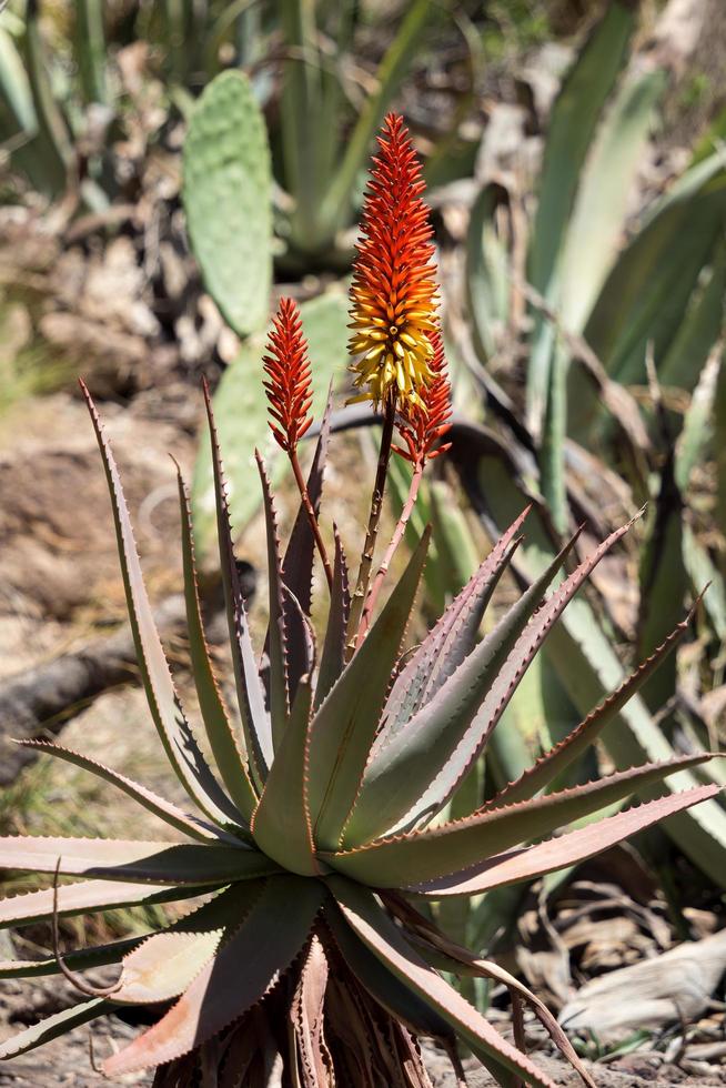 los palmitos, gran canaria, espanha, 2022. aloe vera crescendo em los palmitos, gran canaria, espanha em 8 de março de 2022 foto