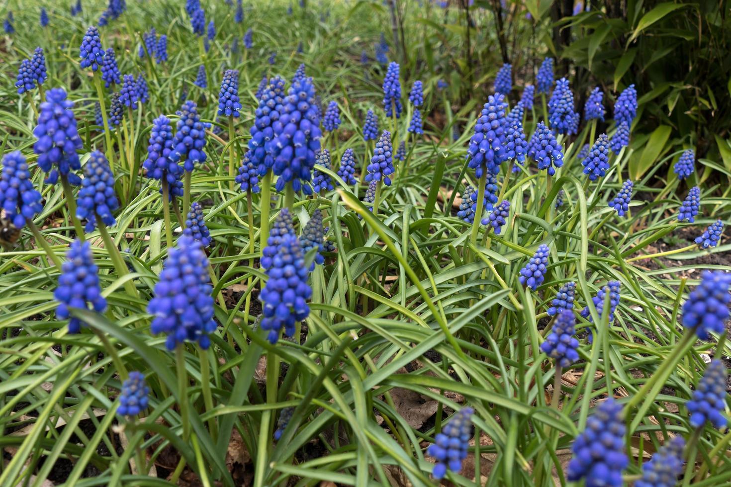 uma profusão de jacintos de uva azul foto