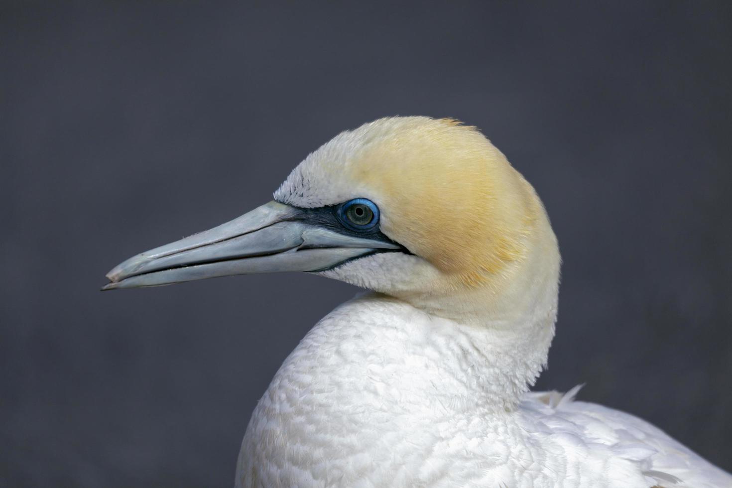 Gannet da Austrália na Nova Zelândia foto