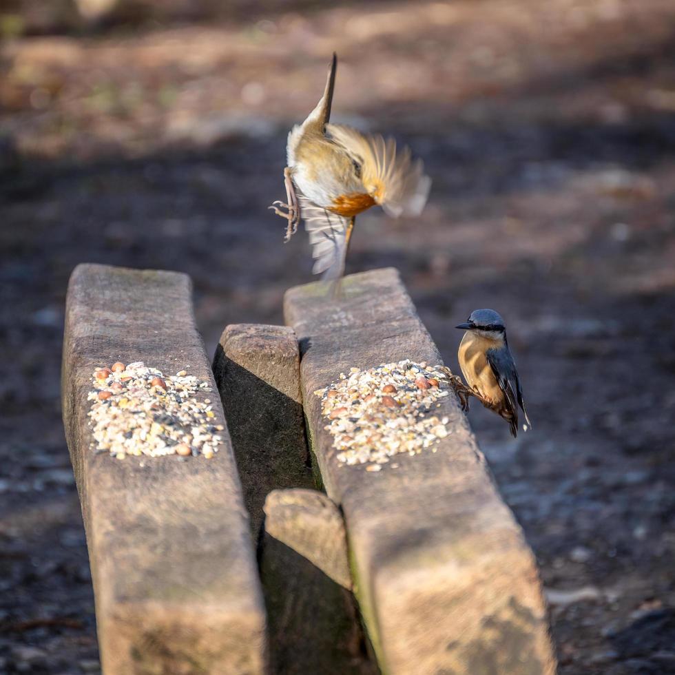 Robin decolando de um banco de madeira polvilhado com sementes de pássaros para evitar um nuthatch foto