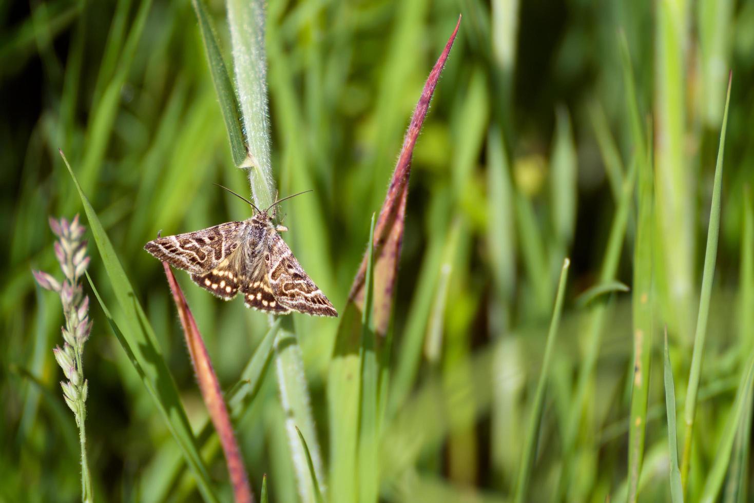 mãe shipton mariposa se aquecendo em uma haste de grama ao sol da manhã foto
