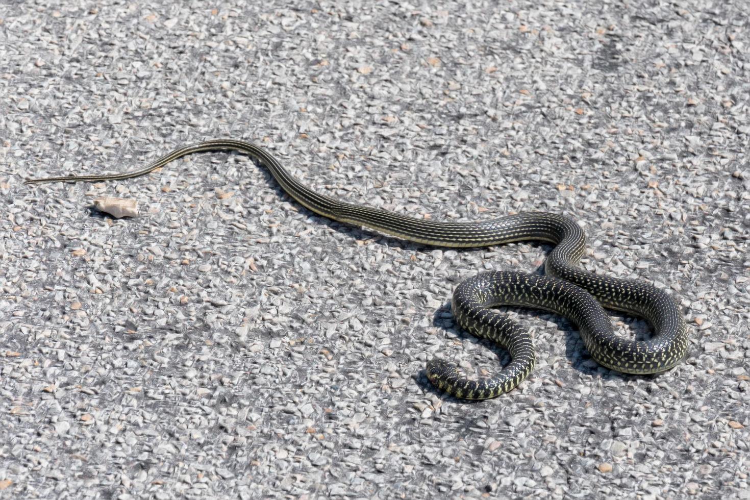 cobra de chicote ocidental em uma estrada na sardenha foto