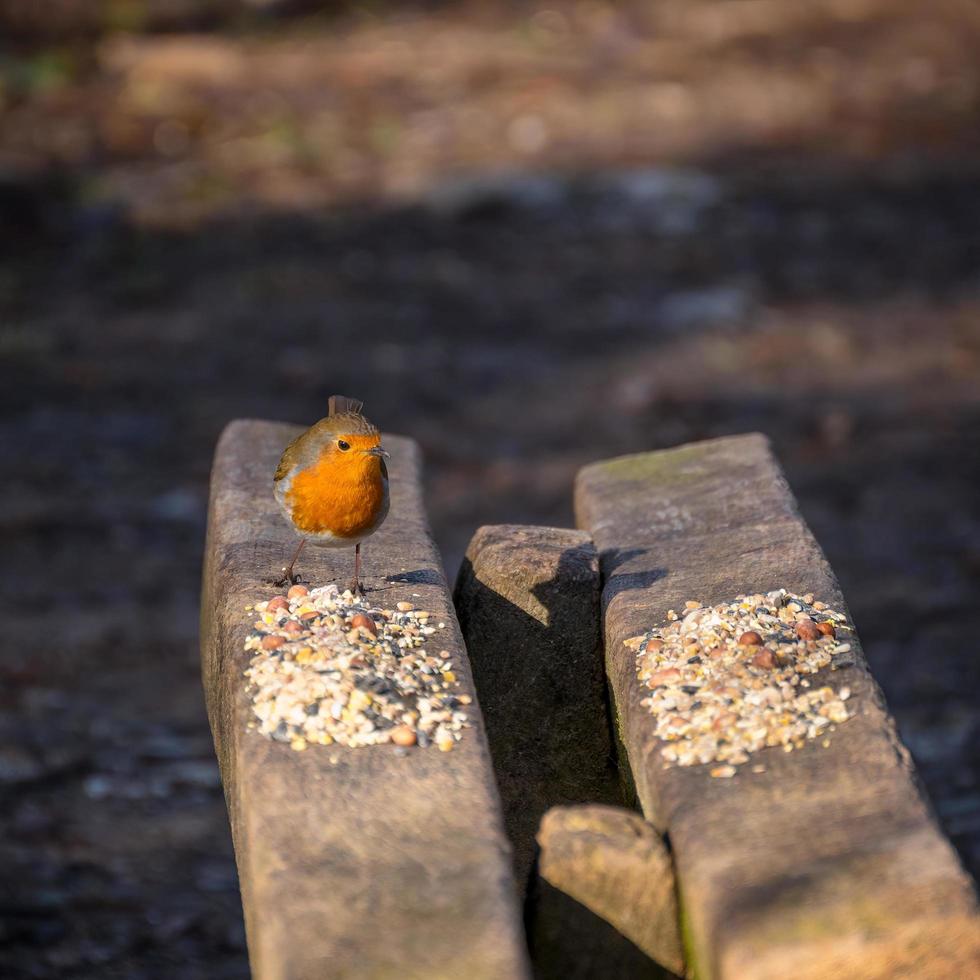 Robin empoleirado em um banco de madeira polvilhado com sementes de pássaros foto