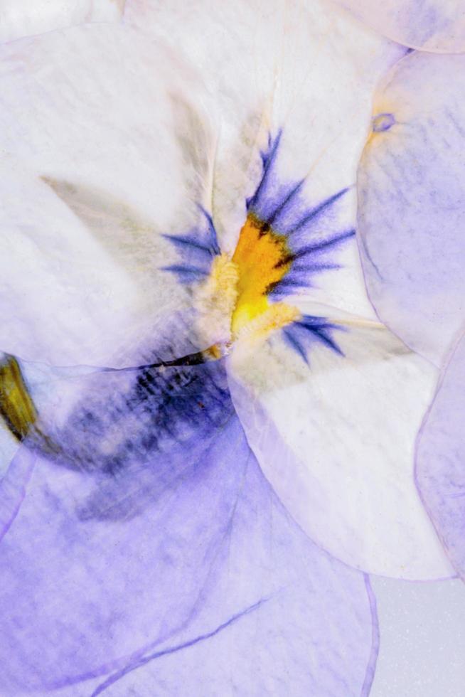 resumo de flores prensadas foto