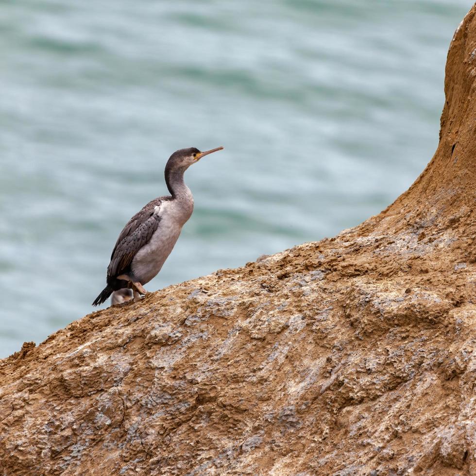 shag manchado em um afloramento rochoso na nova zelândia foto