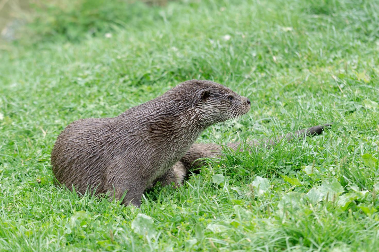 lontra eurasiana descansando foto