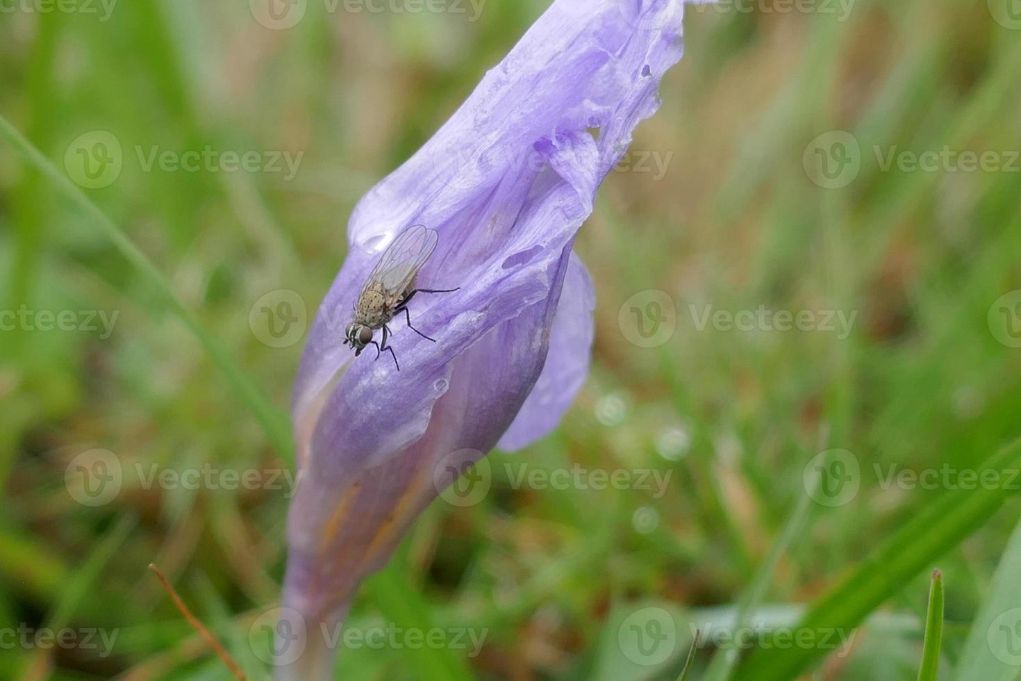 flor de açafrão selvagem com uma mosca foto