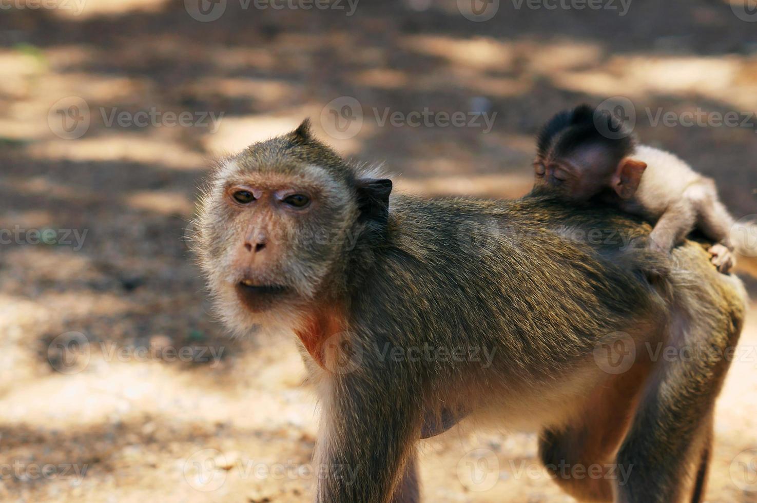 macaco closeup foto premium de alta qualidade