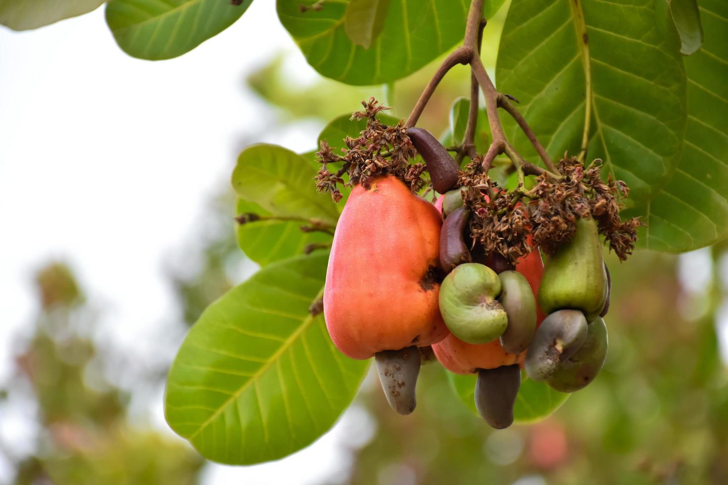 frutos de caju maduros asiáticos pendurados em galhos prontos para serem colhidos pelos agricultores. foco suave e seletivo. foto