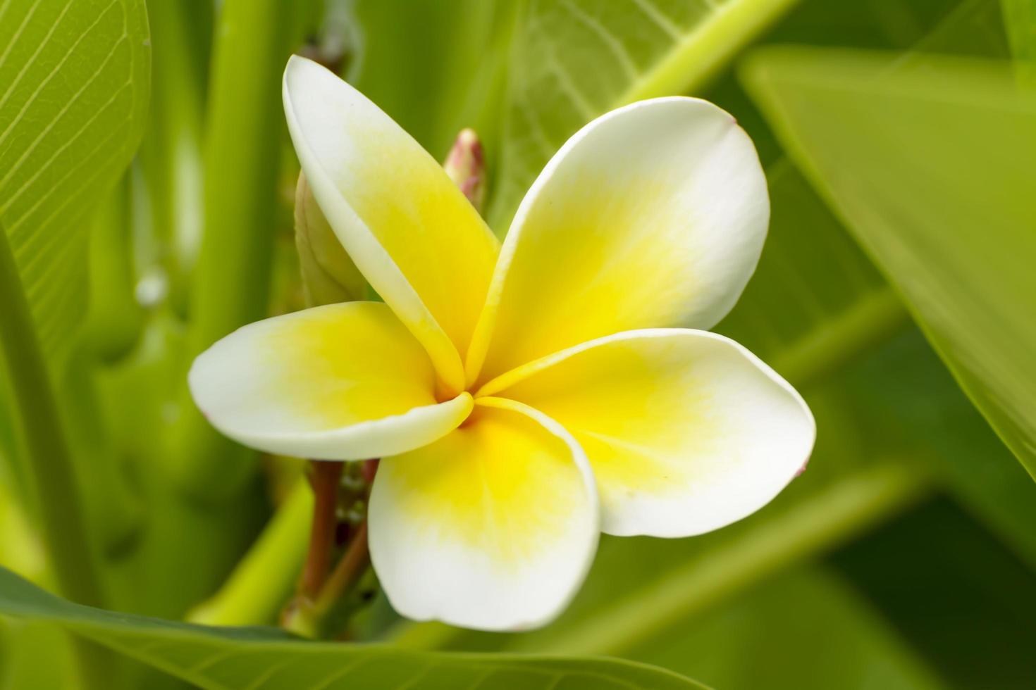 As flores de plumeria são tão bonitas que são populares na Tailândia. foto