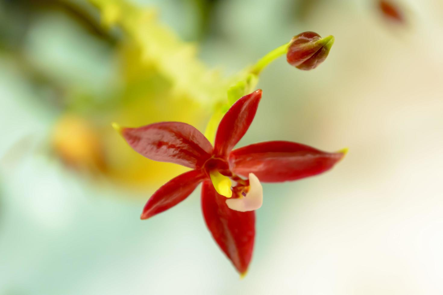 phalaenopsis cornu-cervi é uma espécie de orquídea que ocorre desde a indochina até a malesia ocidental e as filipinas. foto
