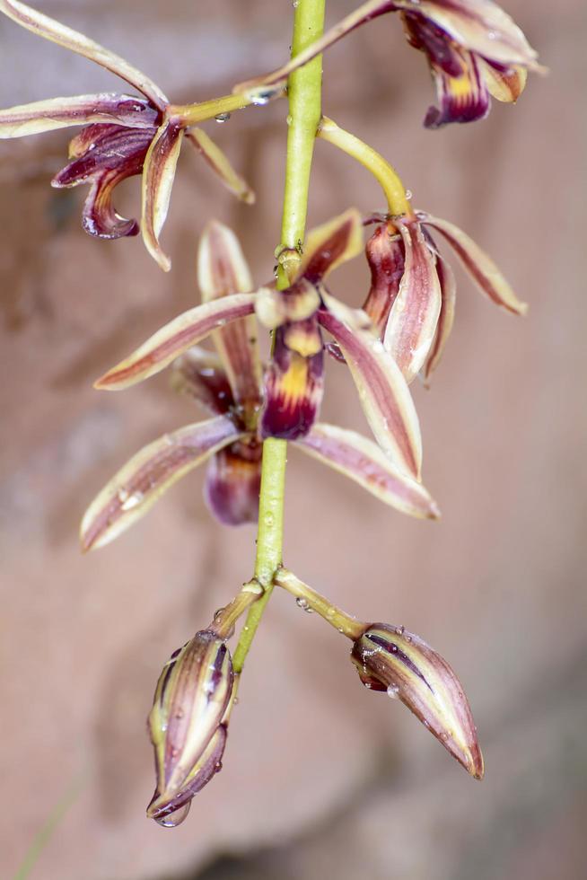 cymbidium aloifolium com a distribuição de espécies no sudeste da Ásia. orquídea epífita fica mais empoleirada nas árvores. foto