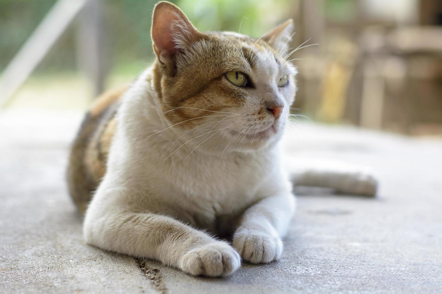 os gatos são animais fofos. foto