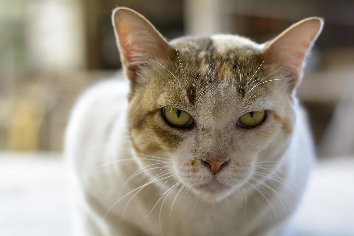 os gatos são animais fofos. foto