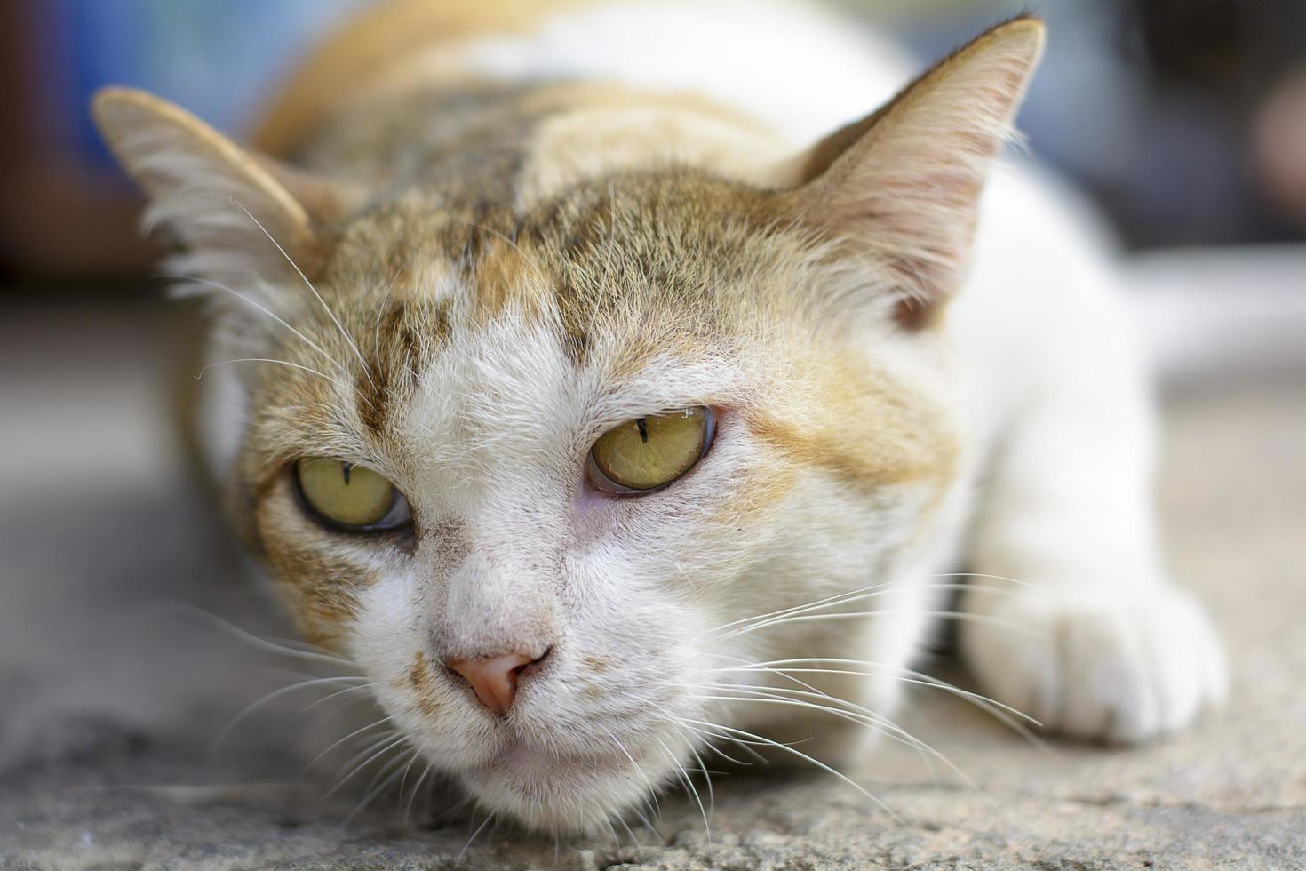 os gatos são animais fofos. foto