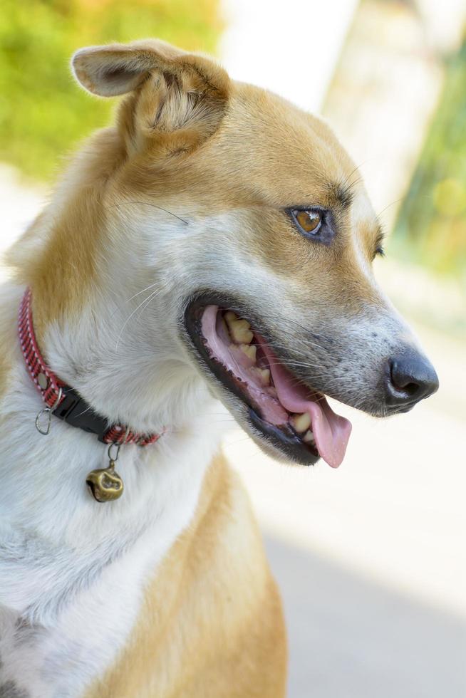 cão é animal de estimação. os cães são os melhores amigos do homem. foto