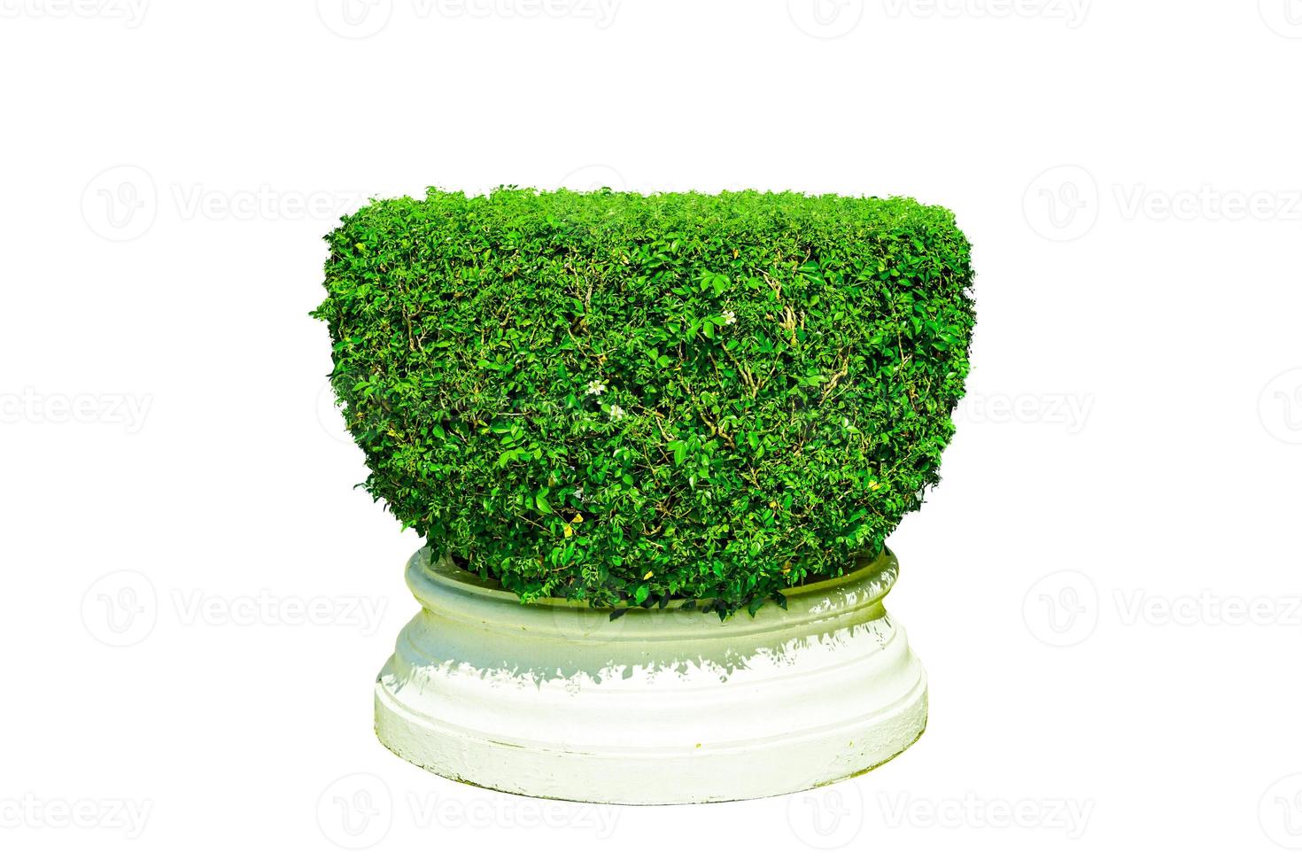 vaso de planta verde isolado. foto