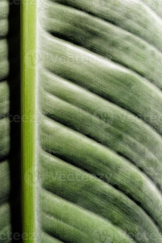 textura de folha verde com linhas, fundo natural foto