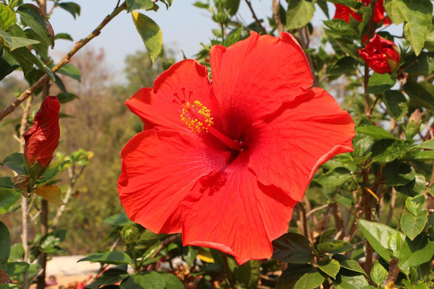 flores de hibisco vermelho com folhas verdes nos galhos do jardim. foto