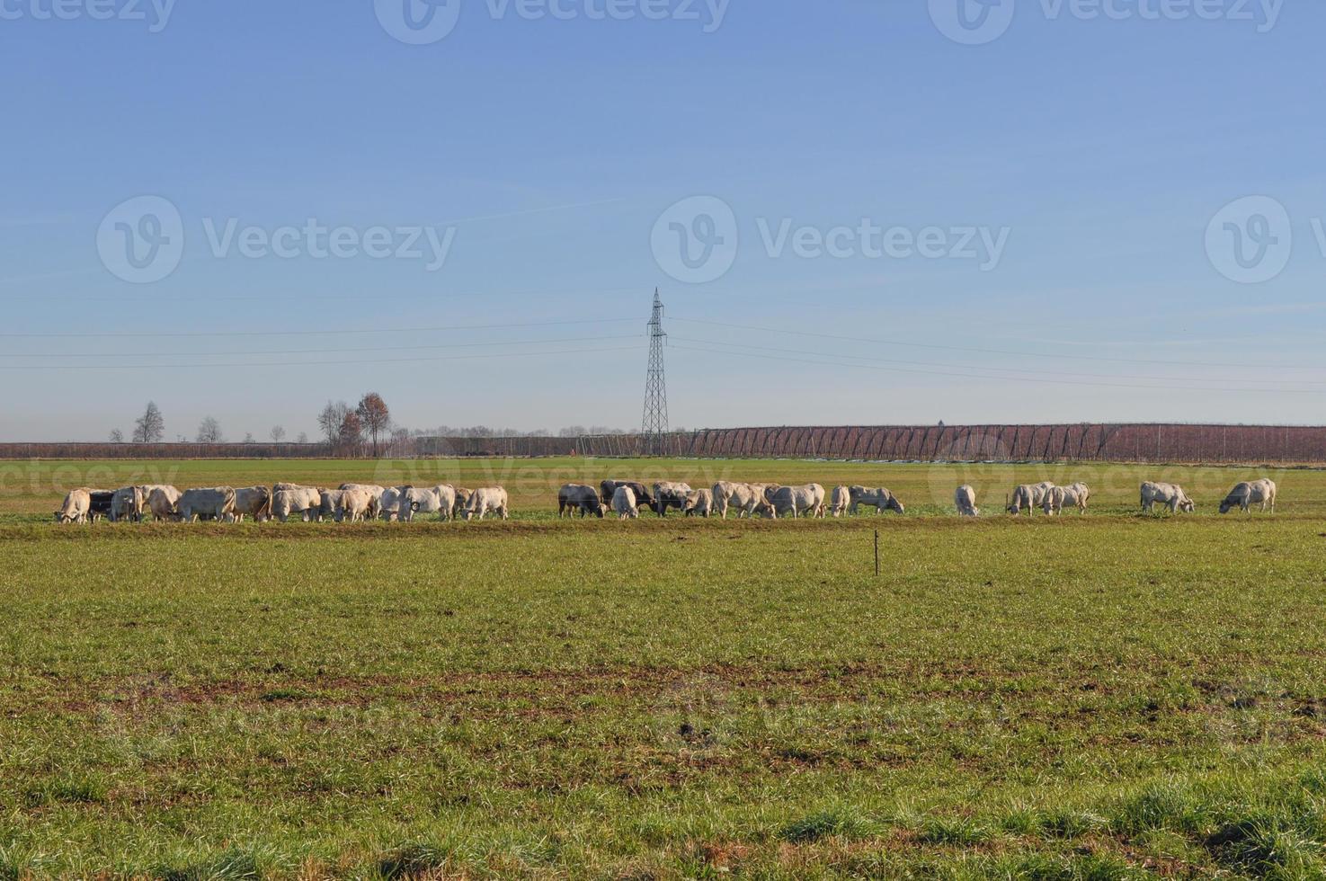 vacas de gado na grama em um prado foto