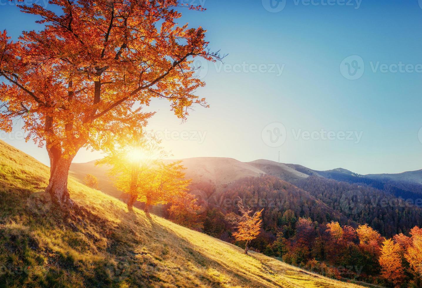 floresta de bétulas em tarde ensolarada durante a temporada de outono foto