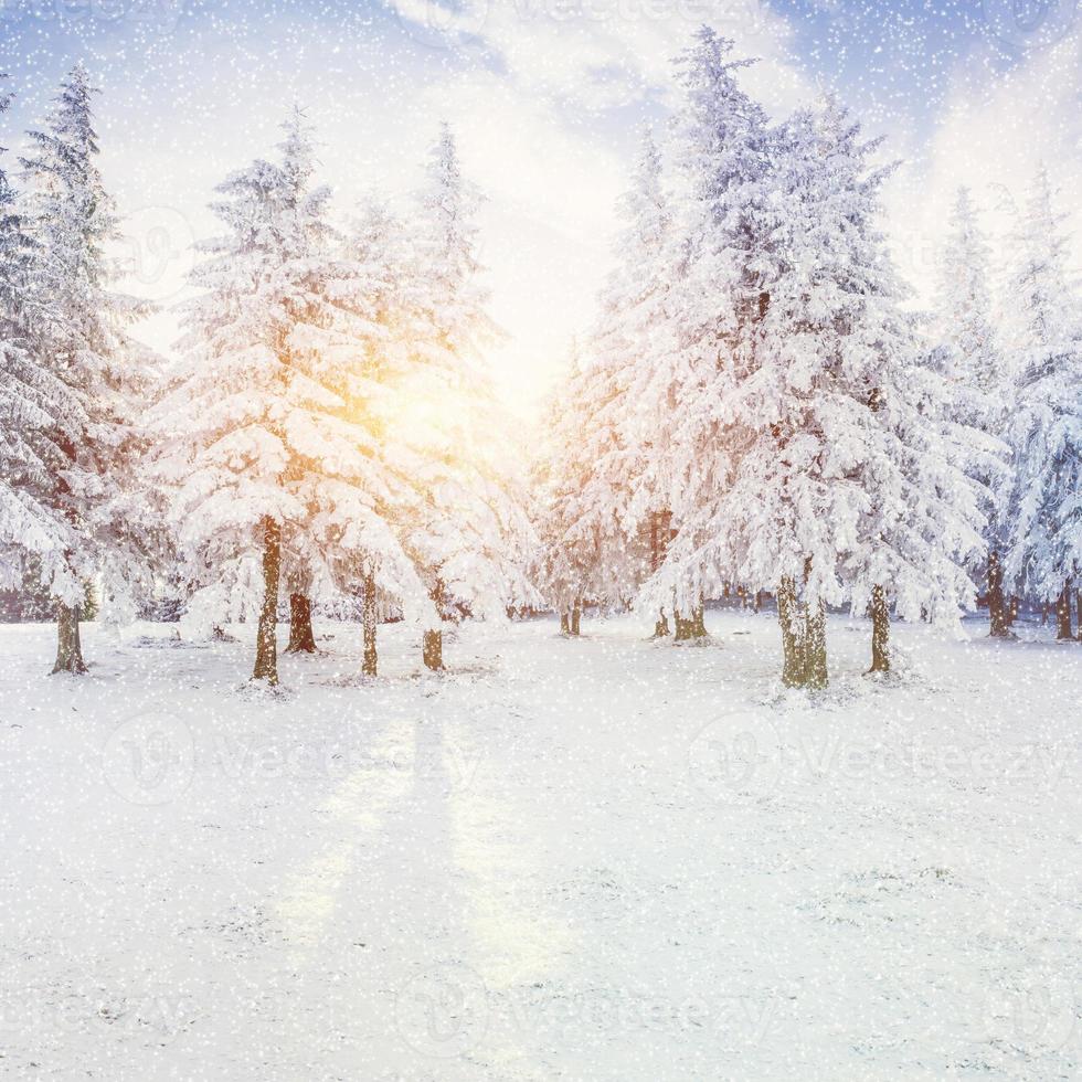 paisagem de inverno árvores com neve, bokeh de fundo com floco de neve foto