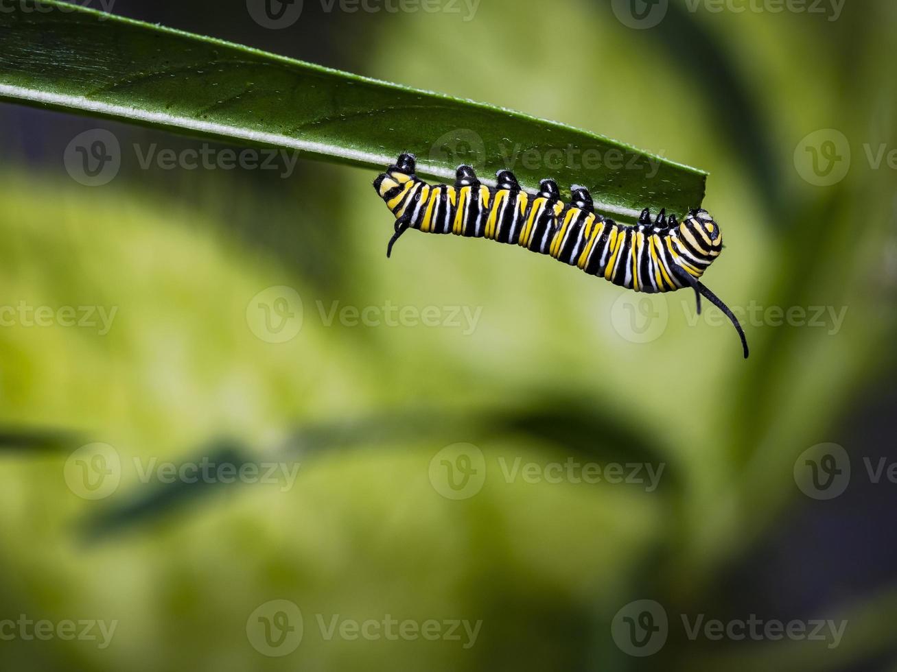 uma jovem larva ou lagarta monarca comendo uma folha de serralha foto