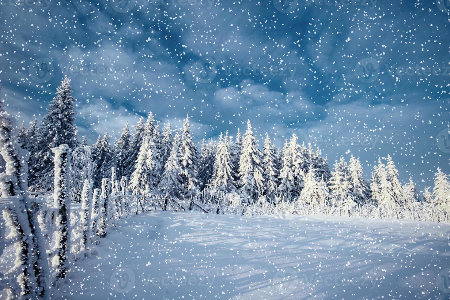 árvores de paisagem de inverno e cerca na geada, fundo com s foto