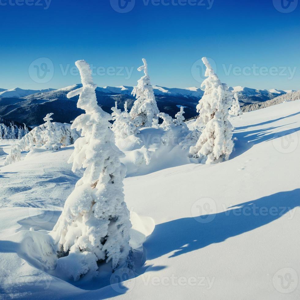 fantástica paisagem de inverno e árvore na geada. foto