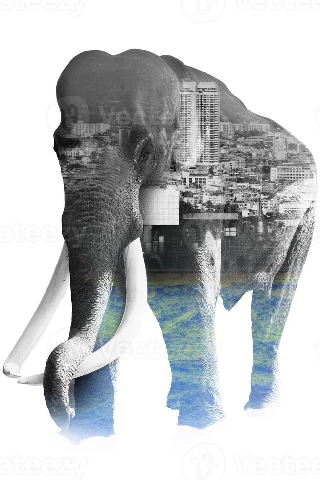 efeito de dupla exposição elefante com elefante e cidade para usar para problemas elefantes nômades para comida, elefantes implorando, elefantes não têm floresta. elefante perseguido foto