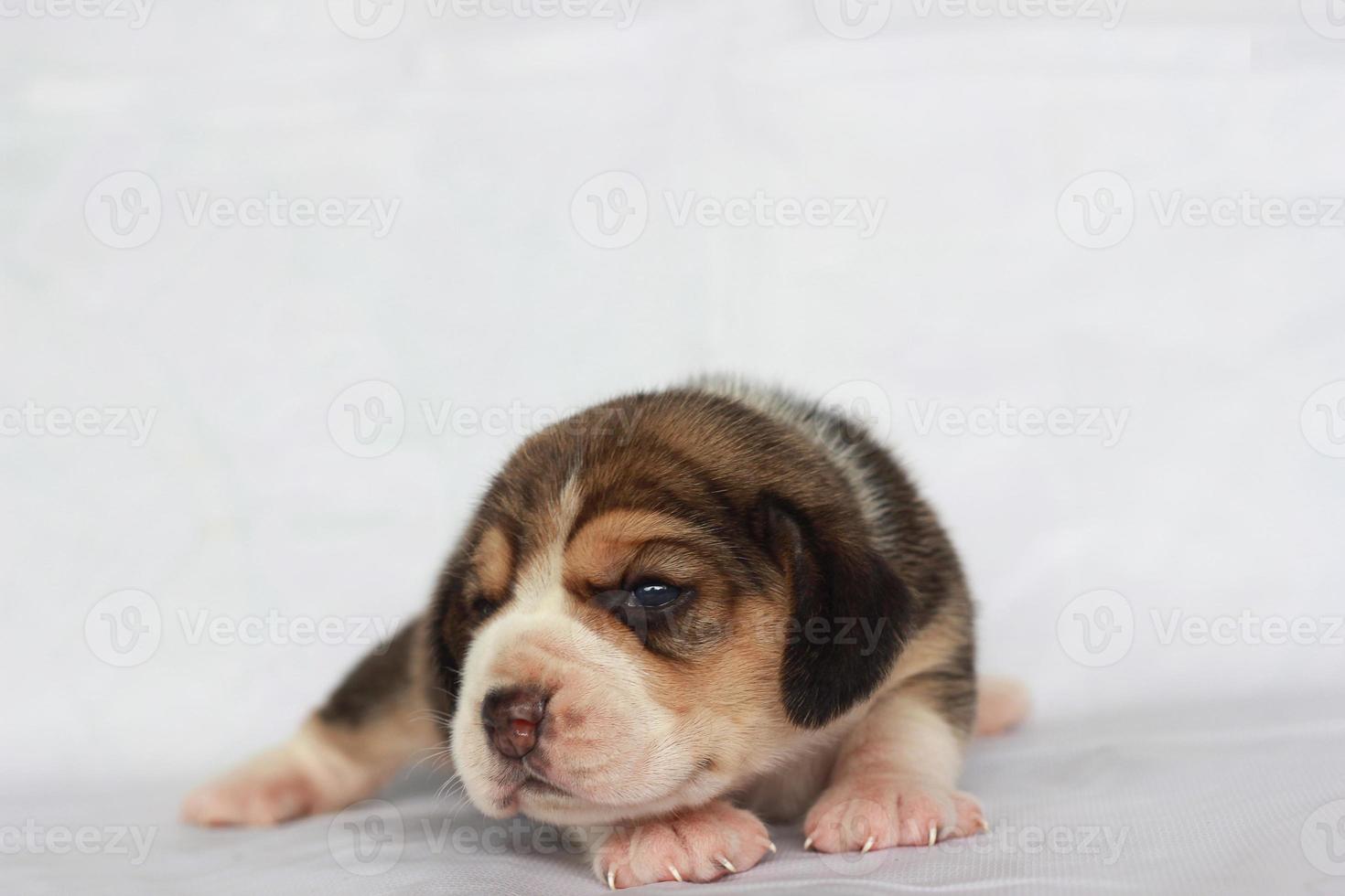 adorável beagle na tela branca. beagles são usados em uma variedade de procedimentos de pesquisa. a aparência geral do beagle se assemelha a um foxhound em miniatura. beagles têm narizes excelentes. foto