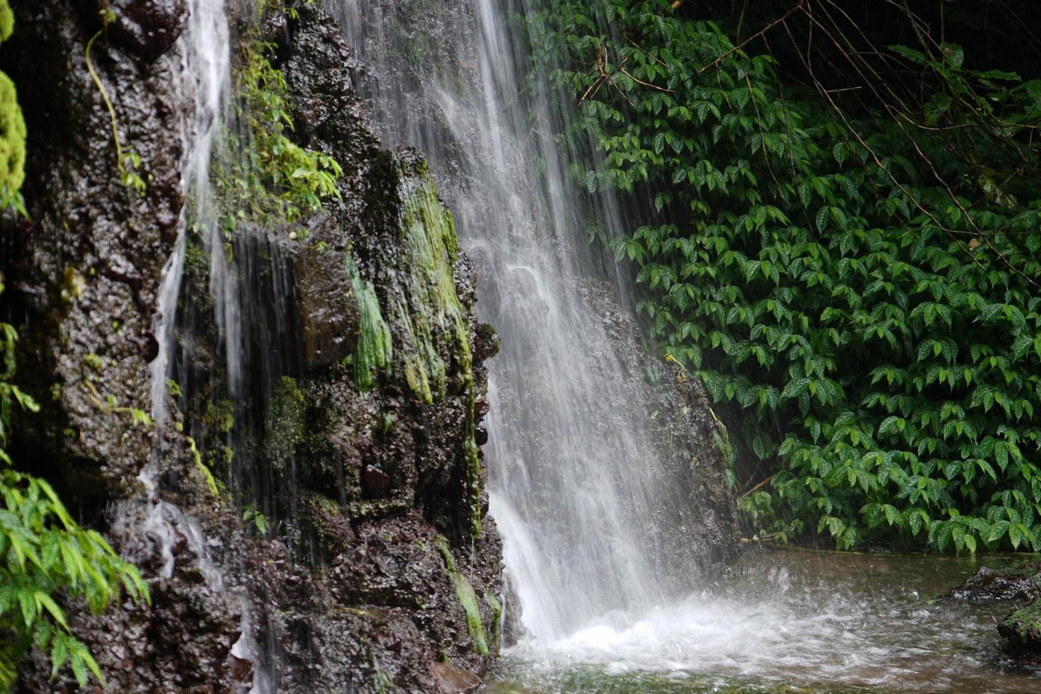 cachoeira com plantas ao lado foto