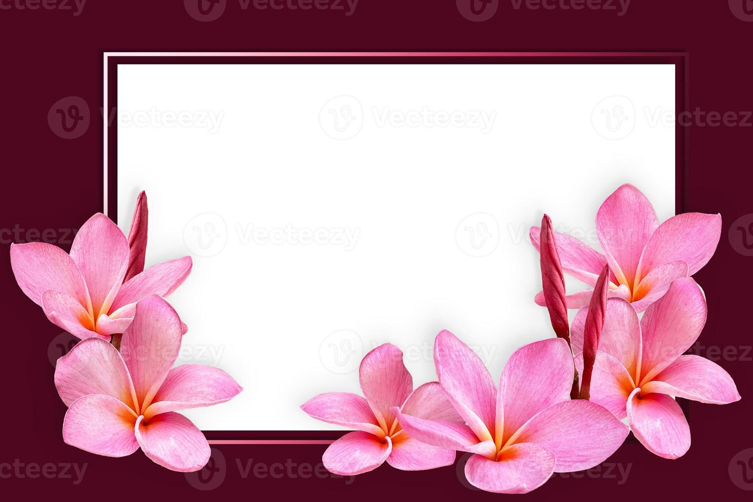 papel branco vazio em branco no quadro de flor de plumeria rosa. foto