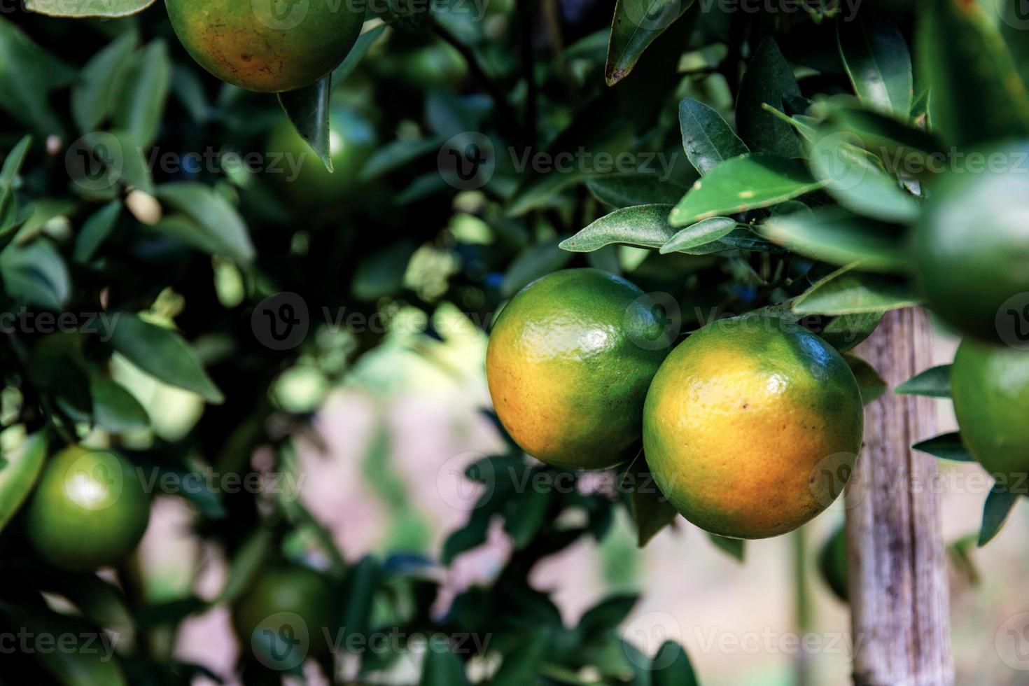 laranja de maduro na árvore. foto