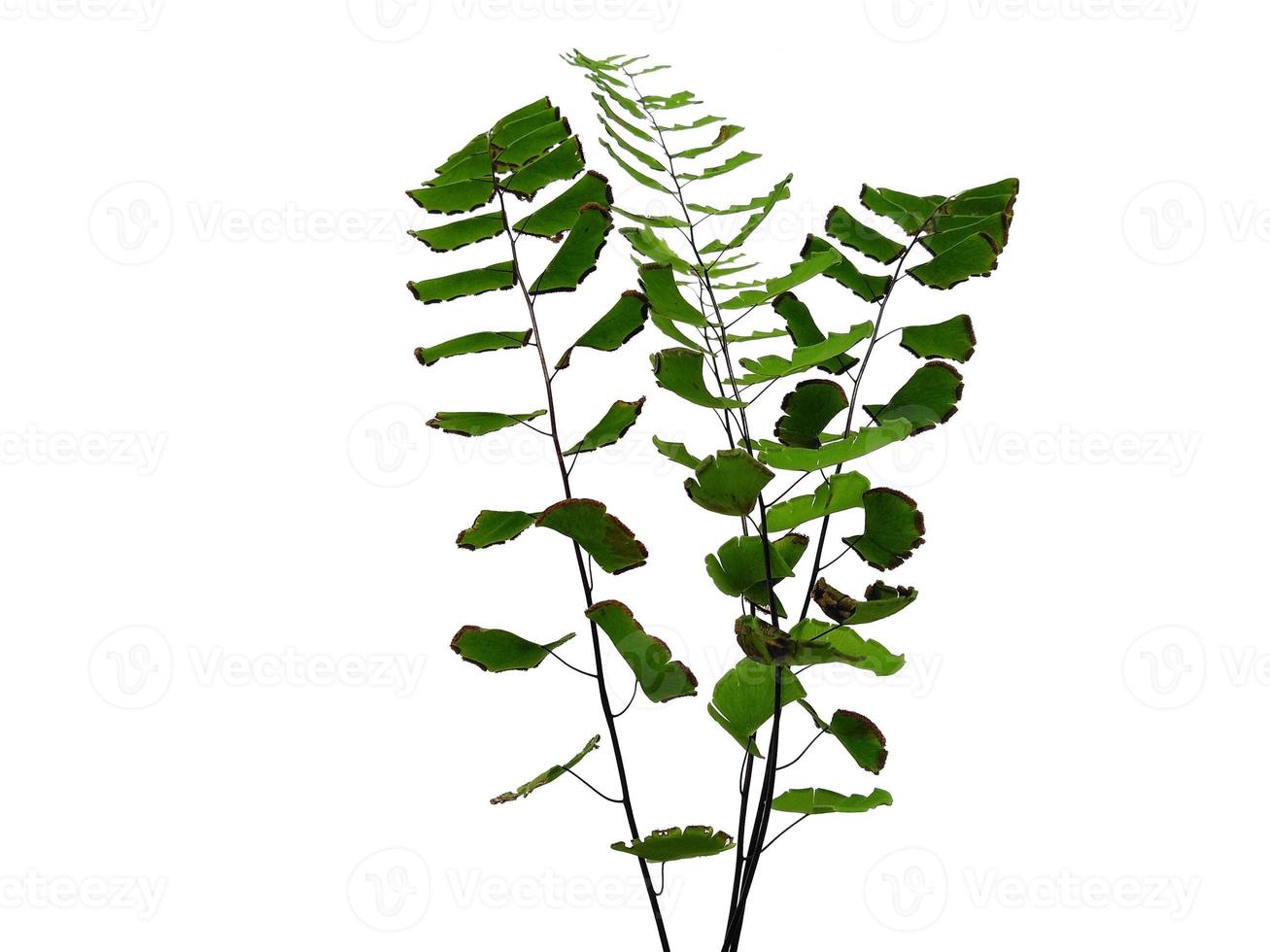 textura de folha verde. folhas verdes isoladas no fundo branco. fundo de folha verde foto