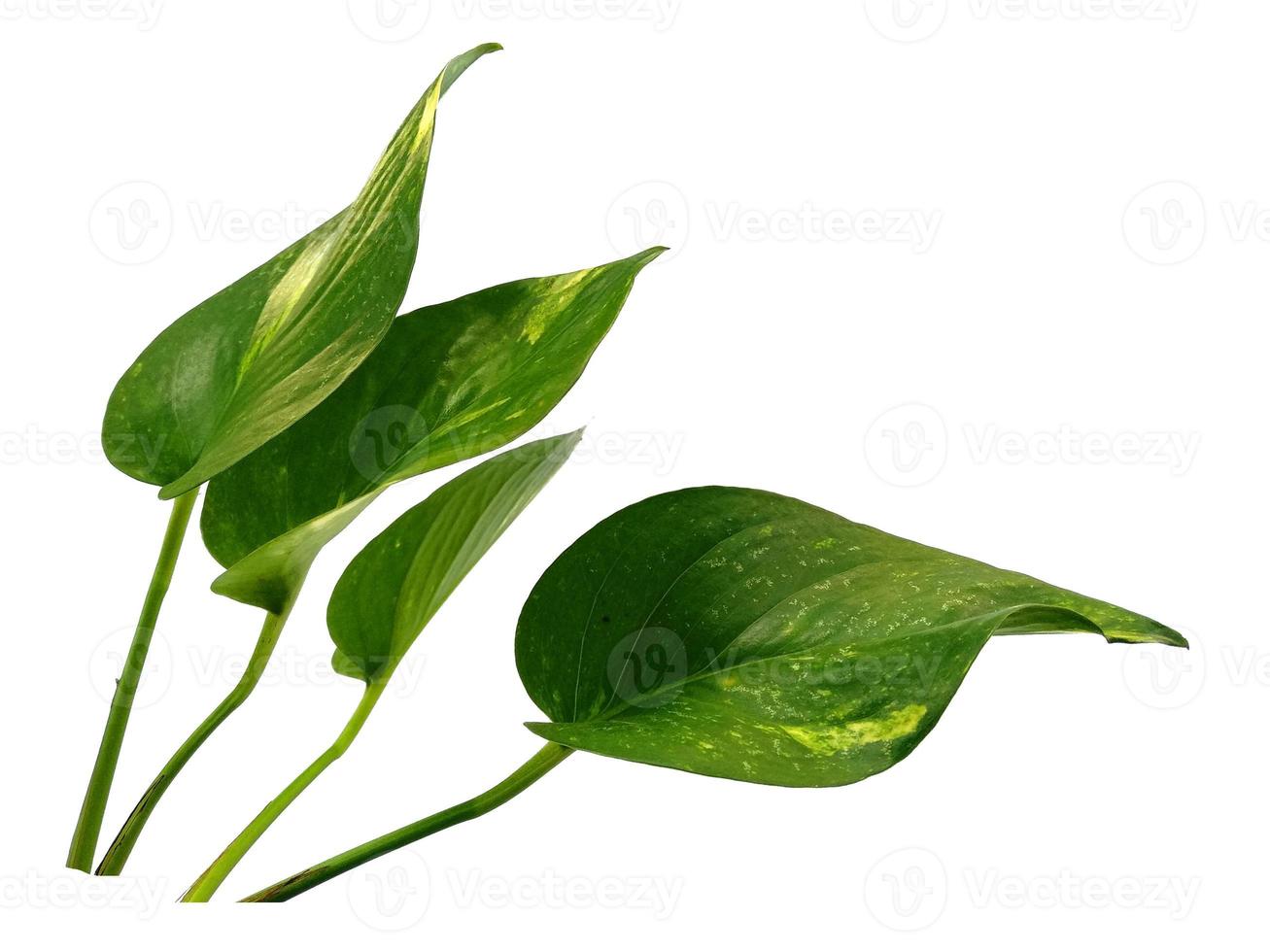 folhas de pothos douradas ou folha de epipremnum aureum em fundo branco foto