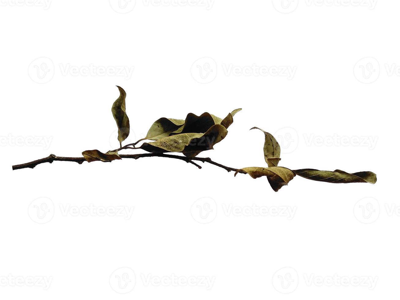 fundo de folha marrom. textura de folha velha. folhas marrons secas. folha velha no fundo branco foto
