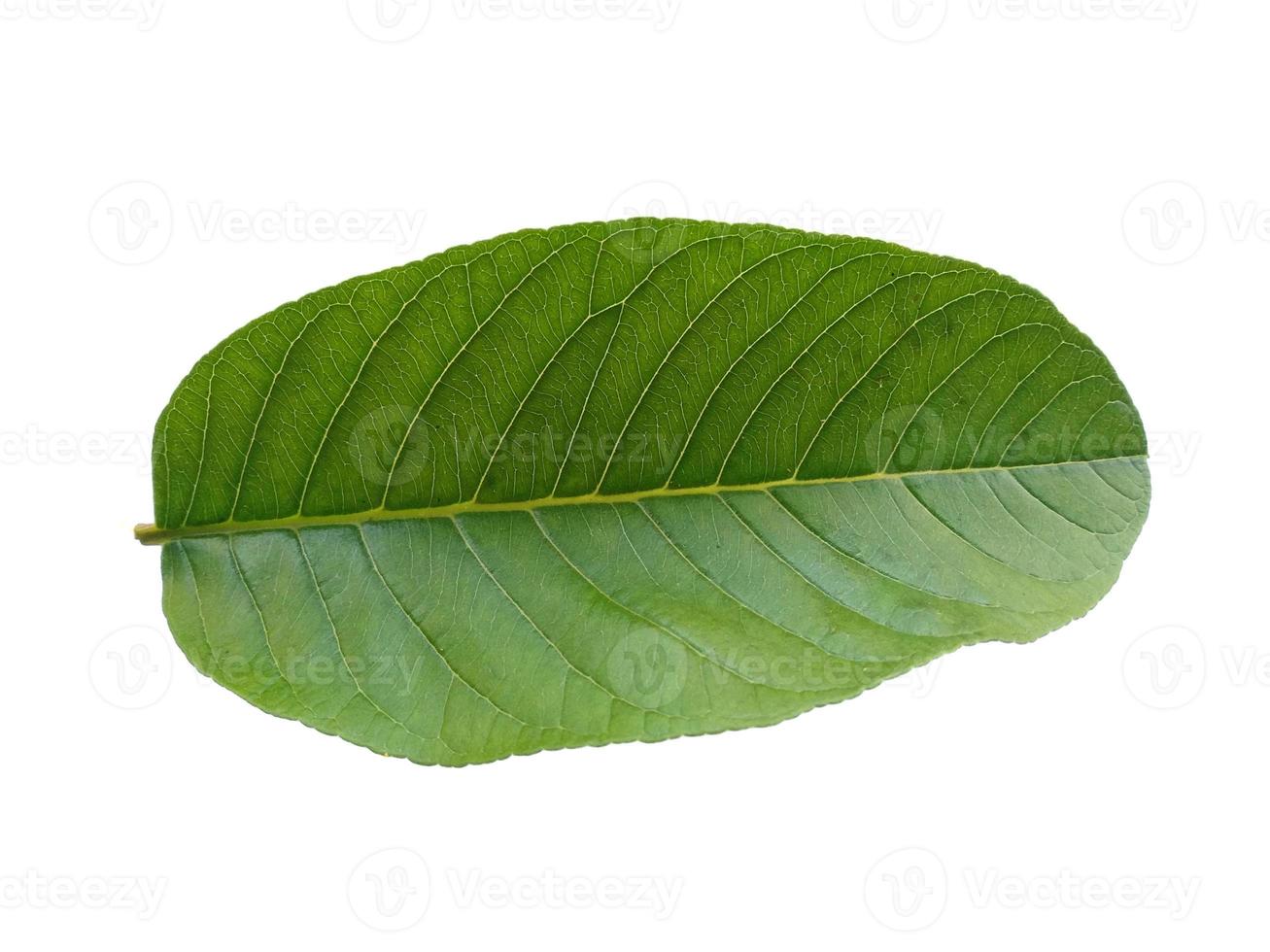 folha de psidium guajava ou folhas de goiaba isoladas no fundo branco foto