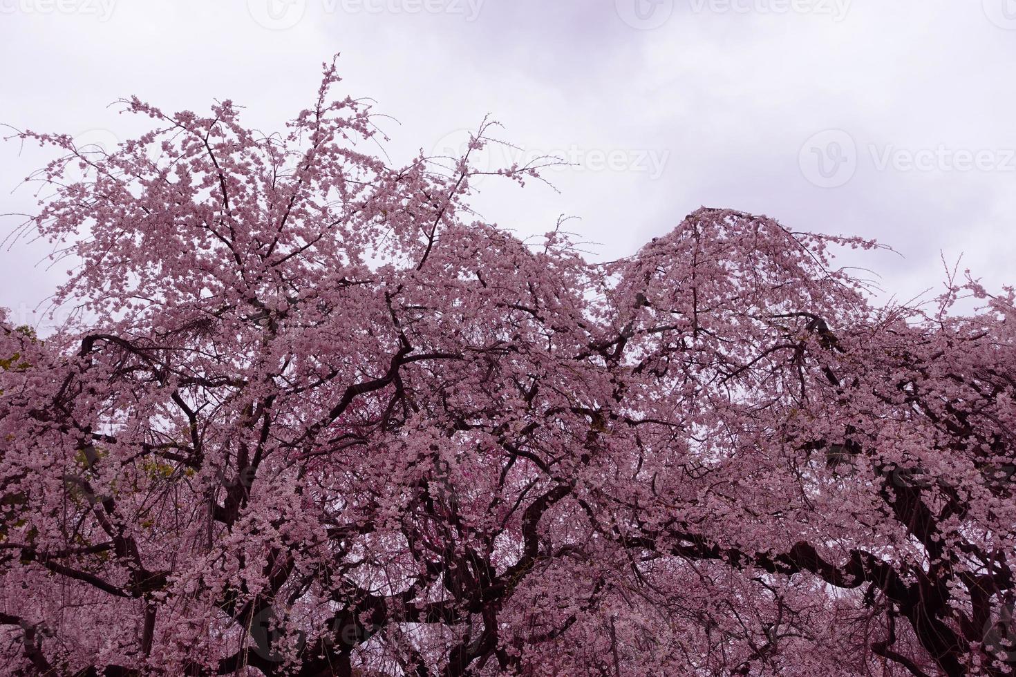 árvores de flor de cerejeira e o céu. foto