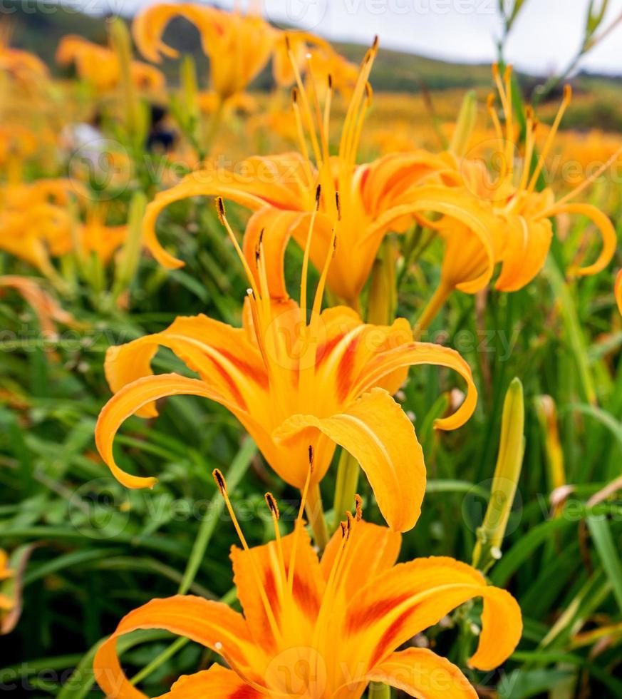 bela fazenda de flores de hemerocallis laranja na montanha liushidan de sessenta rochas com céu azul e nuvem, fuli, hualien, taiwan, close-up, copie o espaço foto